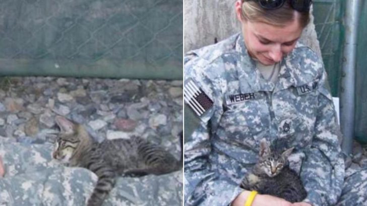 The Soldier Found A Special-Needs Kitten And This Is What Happened Next…