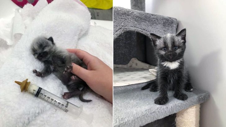 Kitten With The Rarest Coat Color Gets Rescued From The Roadside
