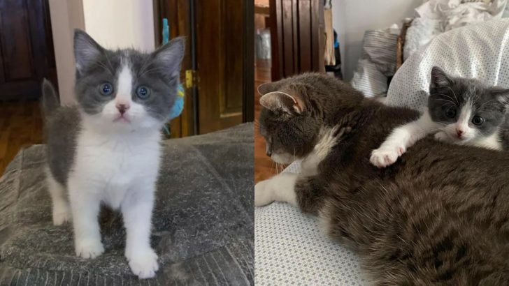 Benevolent Woman Turned This Stray Kitten’s Life Around By Offering Her A Loving Forever Home