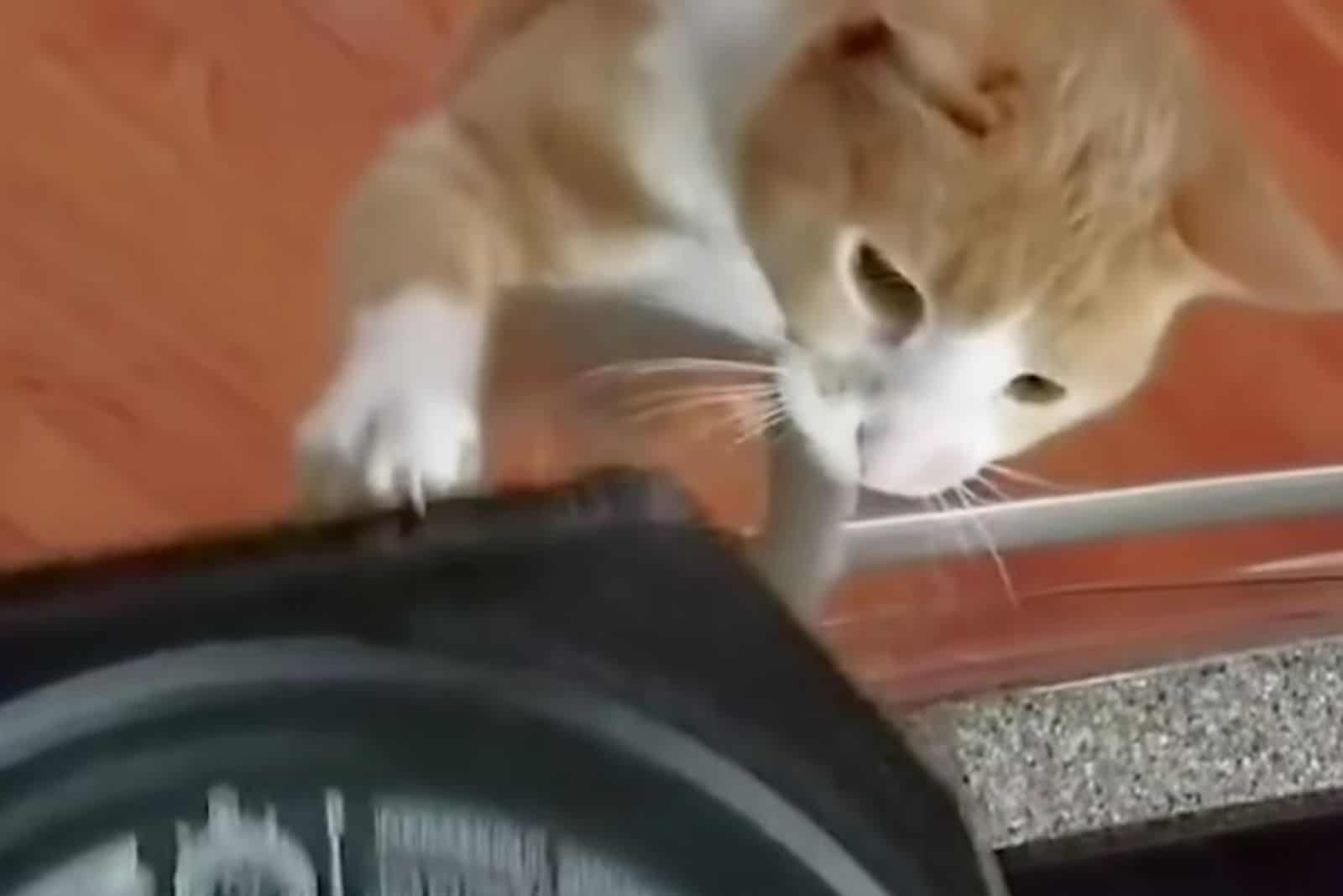 Food-Obsessed Cat Learned How To Open Containers With His Teeth (VIDEO)