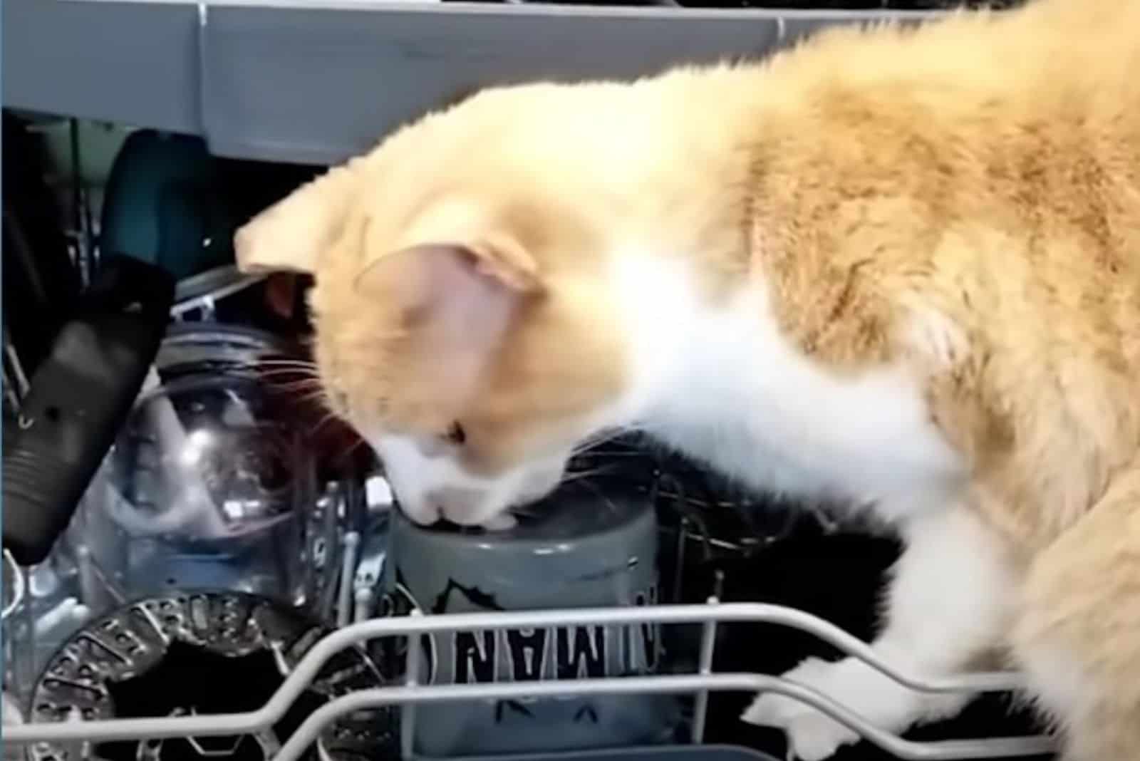 Trekkie the cat sniffing on dishes