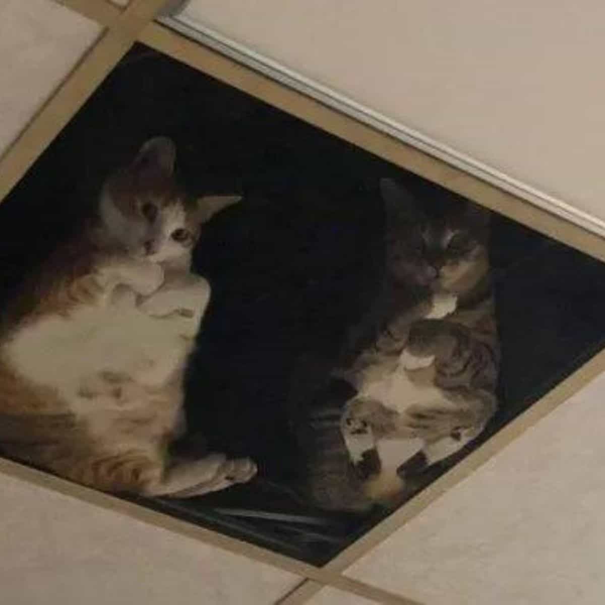 Two cat spying