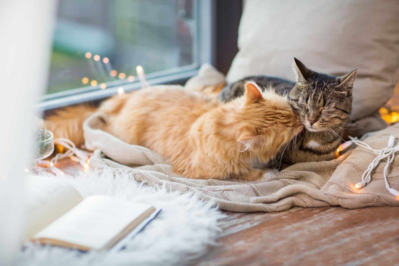 Two cats hanging around