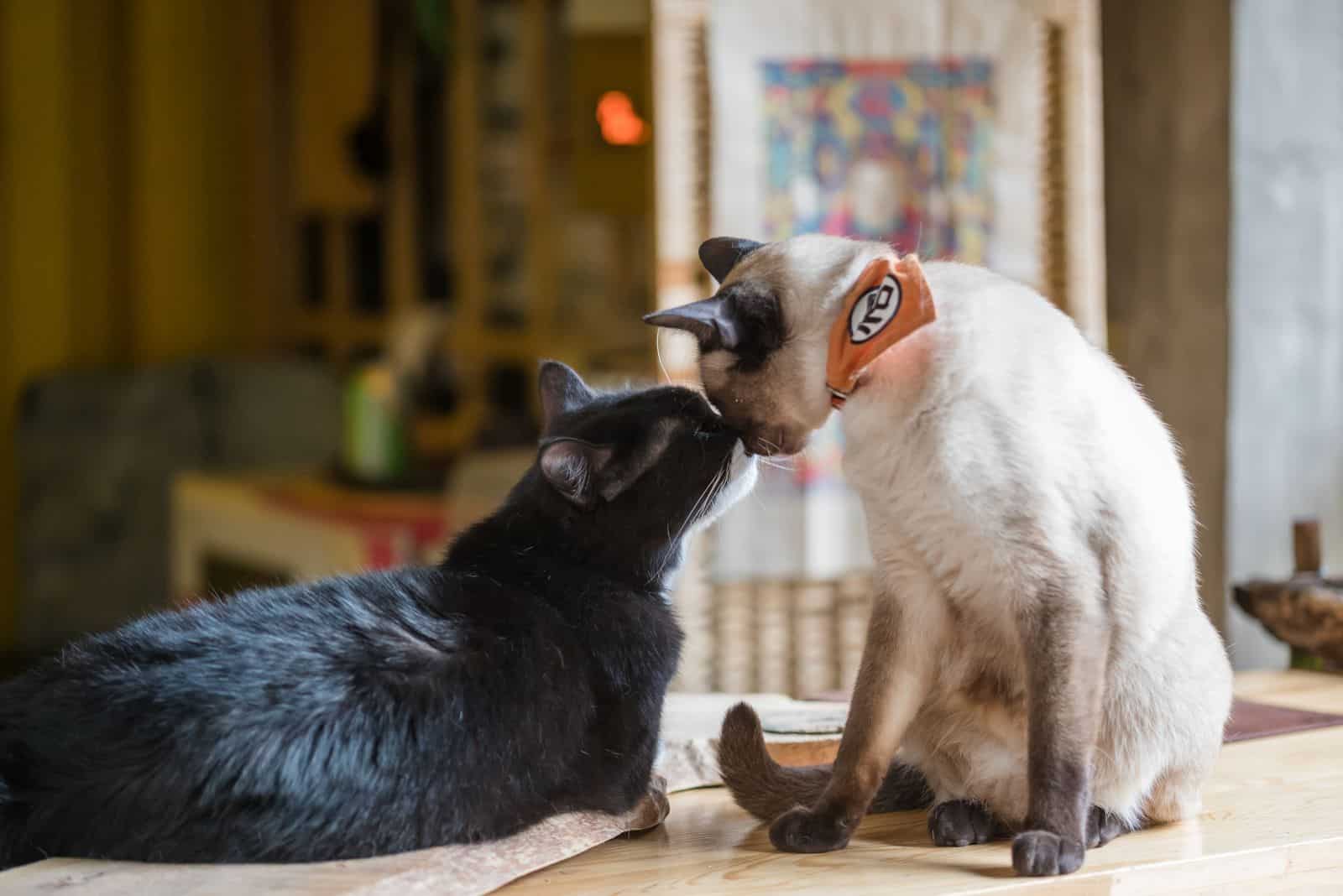 Two cats kissing