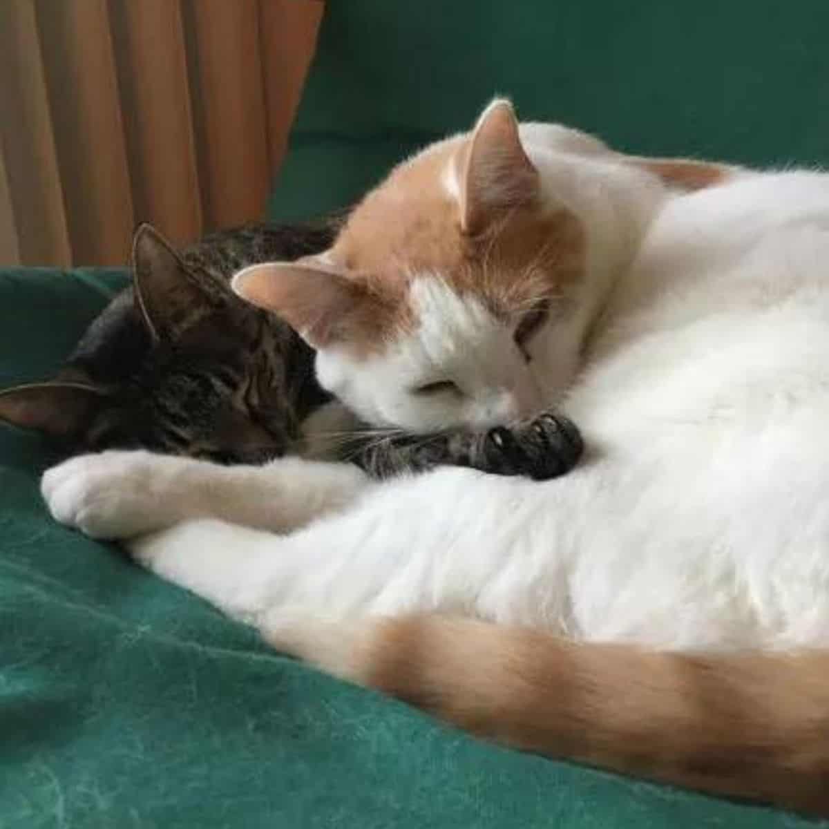 Two cats sleeping together