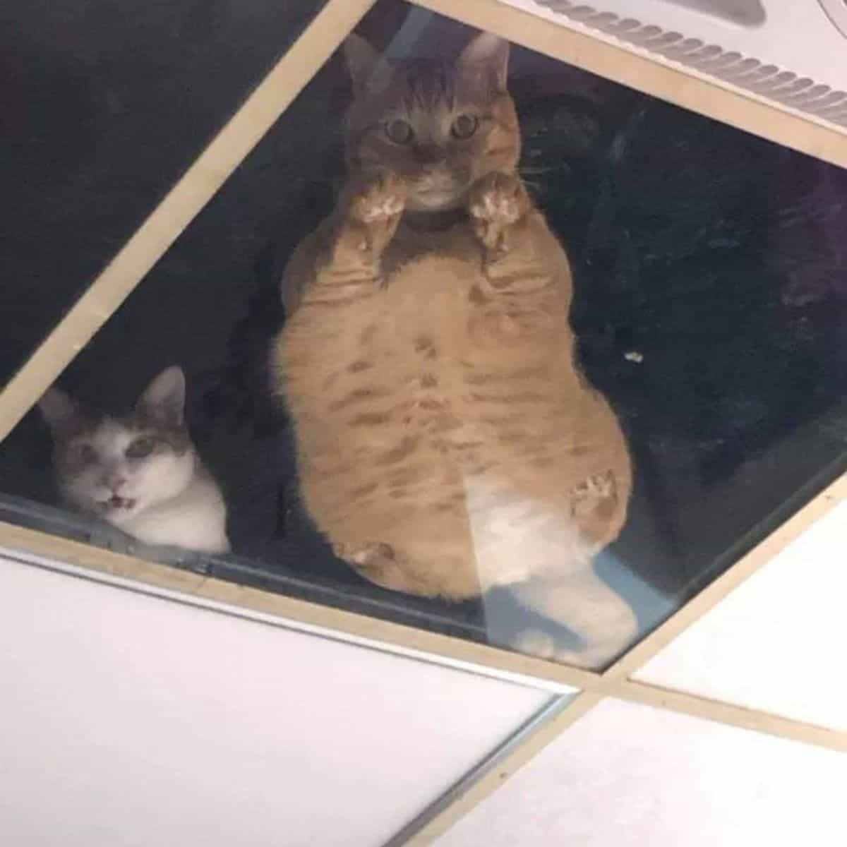 Two fat cats in the ceiling