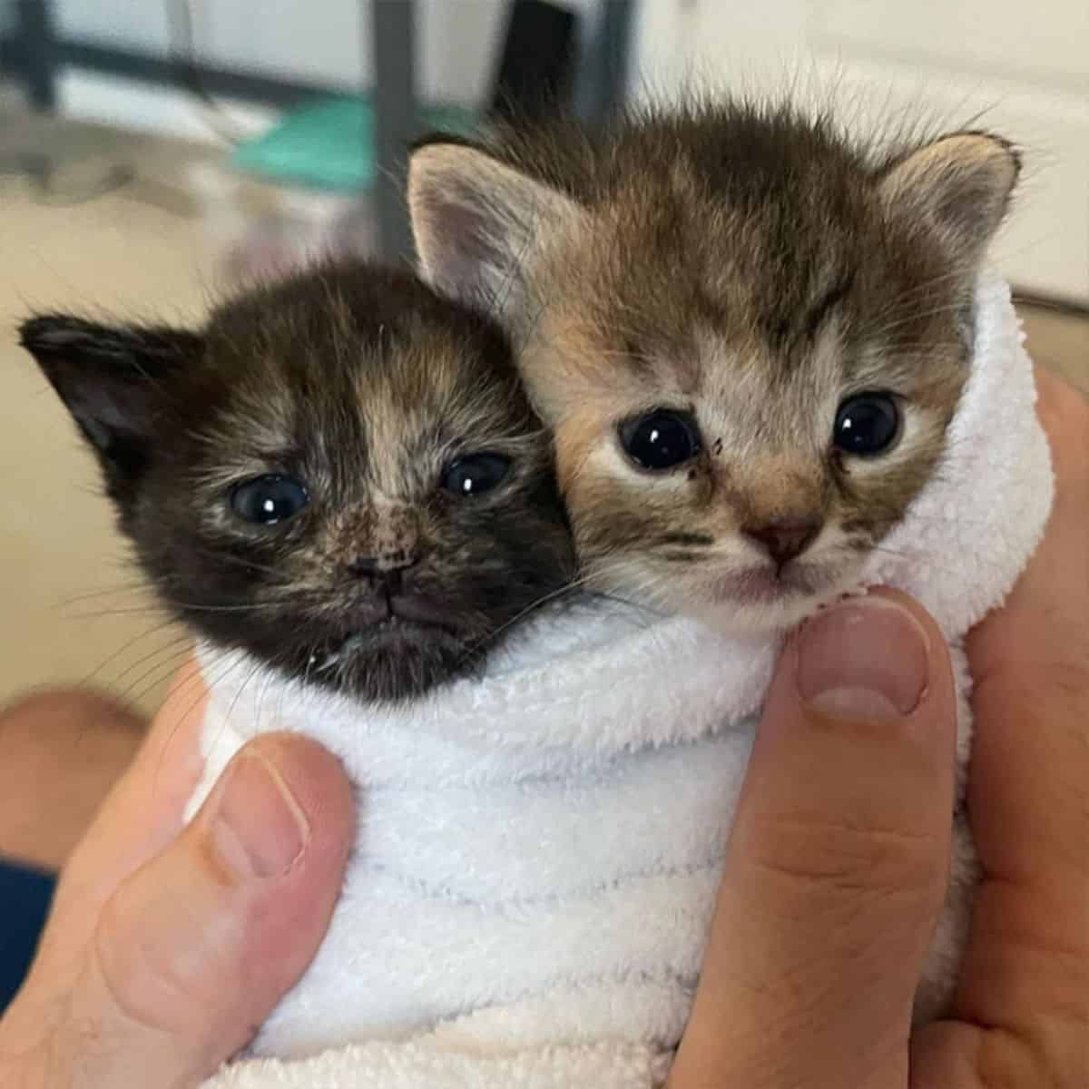 Two little kitten in blanket