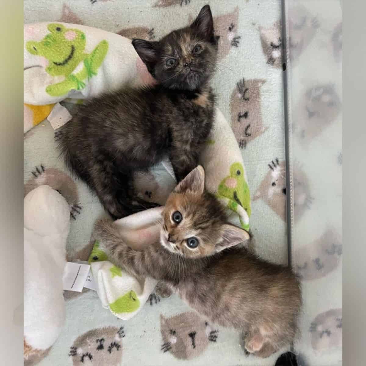 Two little kittens laying in the bed