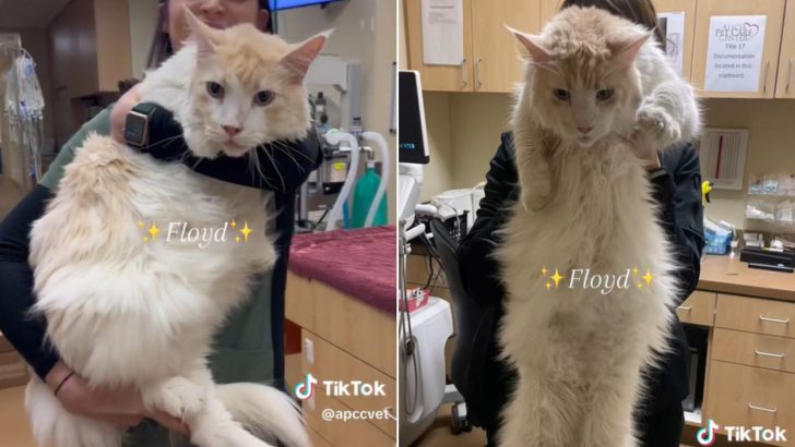 Vet Hospital Shows Off One Of Their Largest Cat Patients