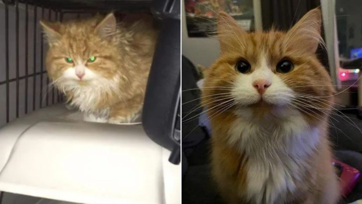 A Timid Kitten Finds A Home And Transforms Into The Snuggliest Furball