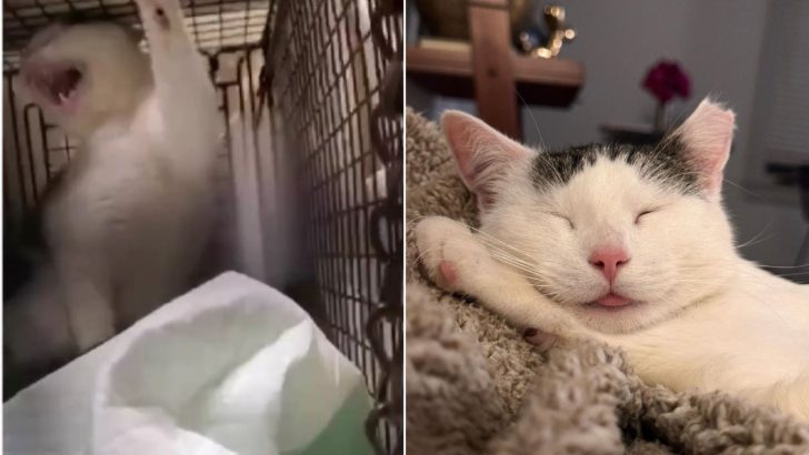 Woman Thought She Caught An Opossum, But It Turned Out To Be A Cute Cat
