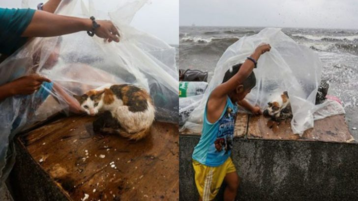 Young Boy Protects A Cat In Labor In The Middle Of A Raging Typhoon