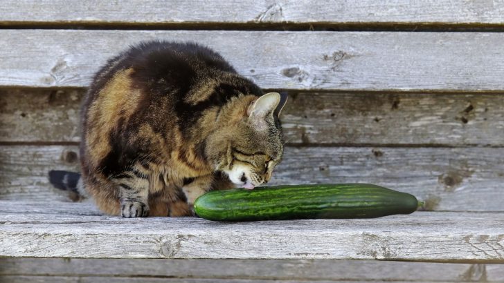 Your Cat Is Scared Of Cucumbers? Here’s Why!