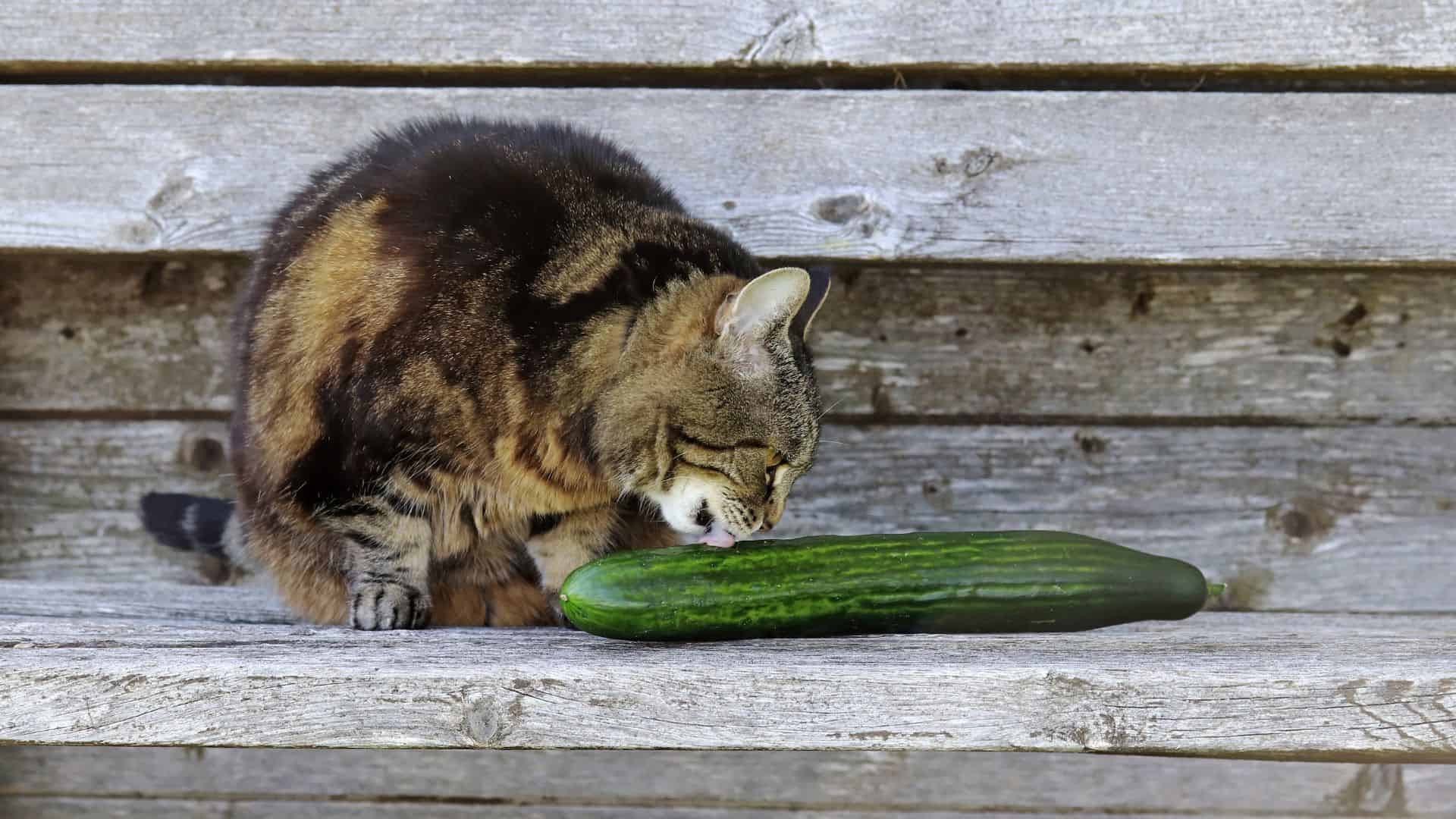 Cat sniffing the cucumber