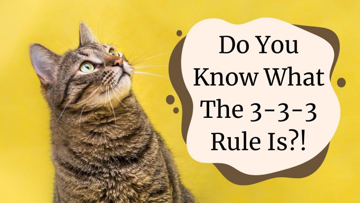 Your New Cat Will Quickly Settle Into A Home With The 3-3-3 Rule