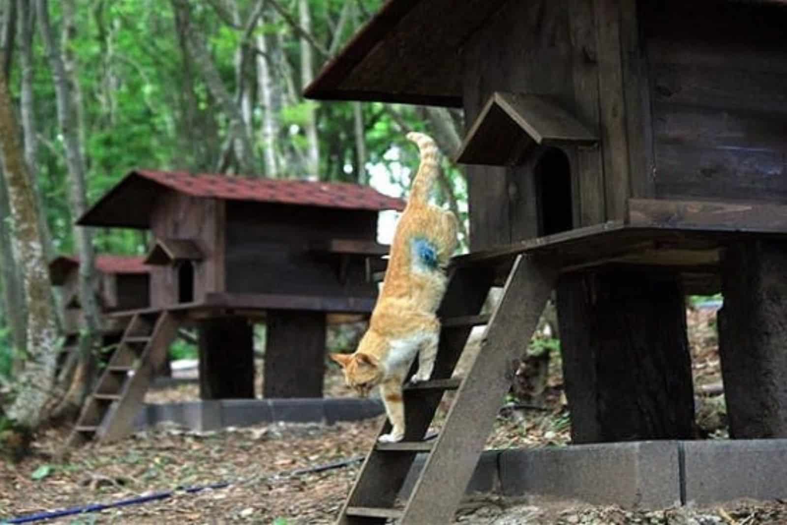 a cat climbing down the stairs