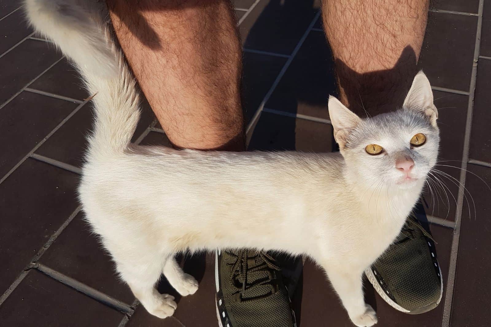 a white cat curls around a man's legs