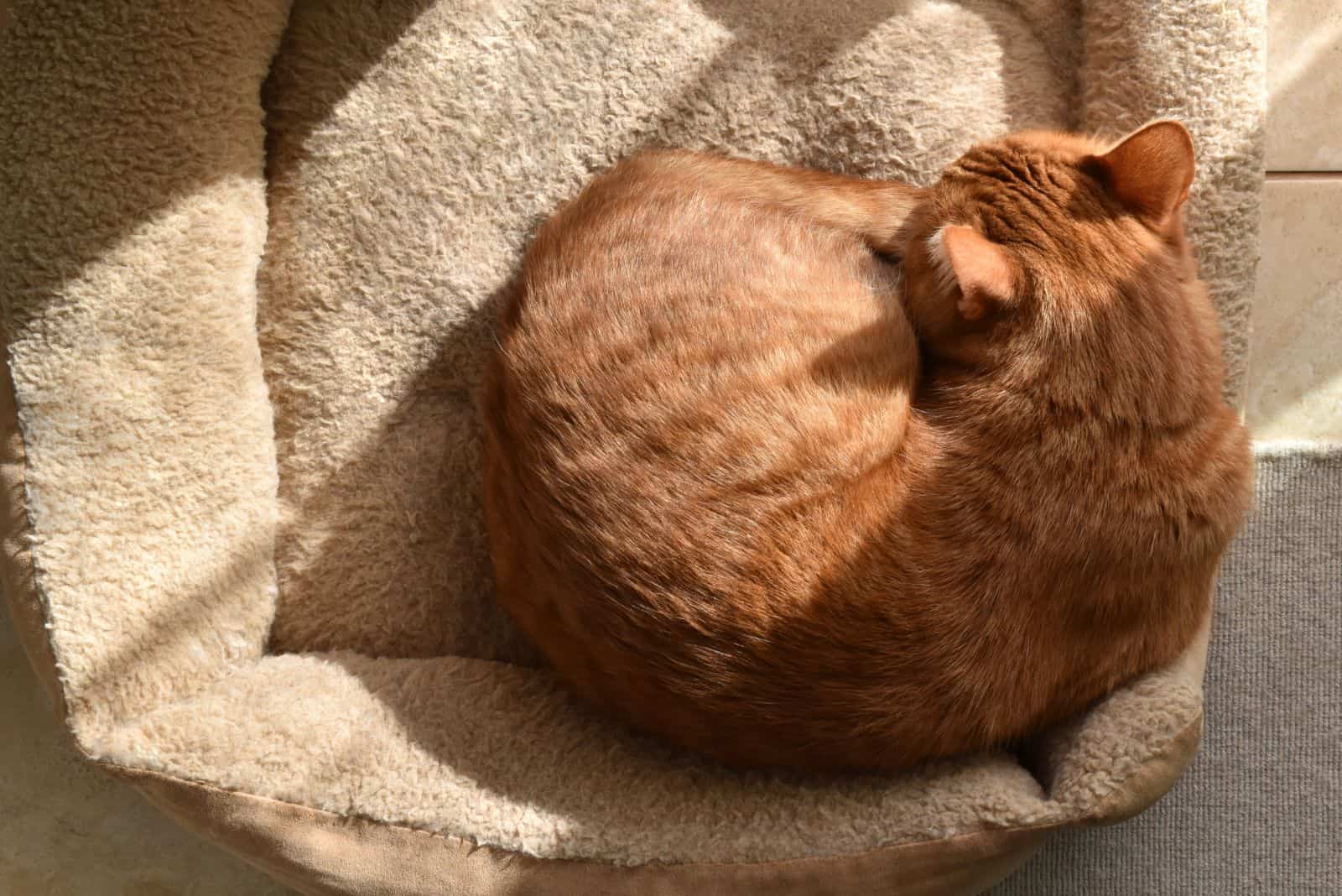 a yellow cat curled up sleeping on a pillow
