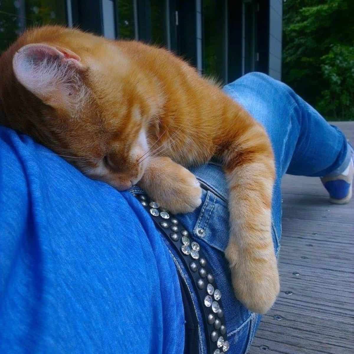 a yellow cat sleeps on a man's side