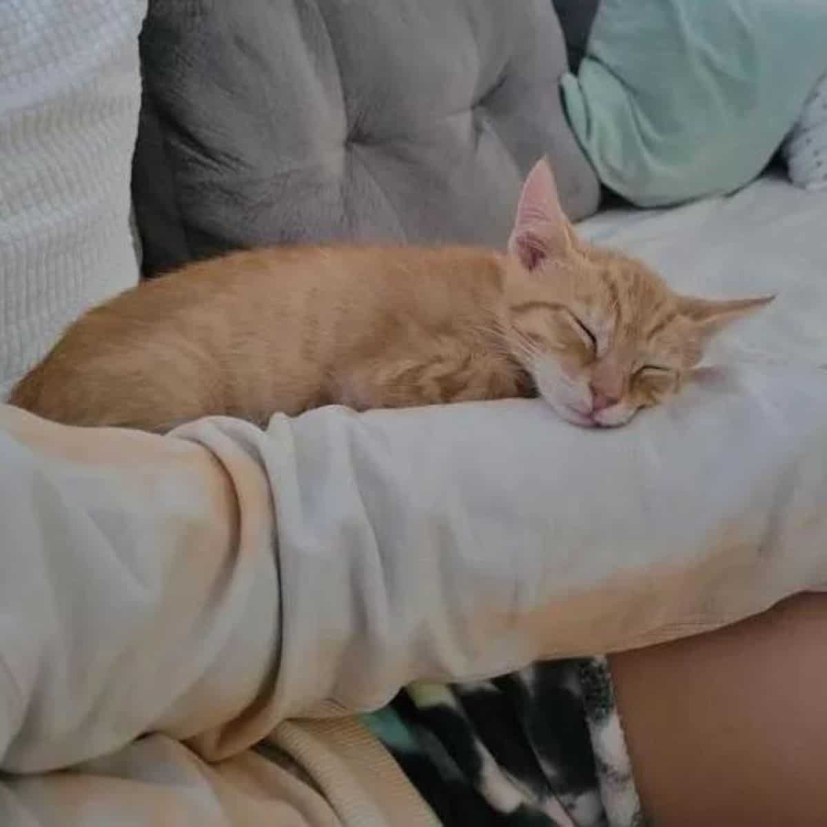 a yellow kitten sleeps on a woman's arm