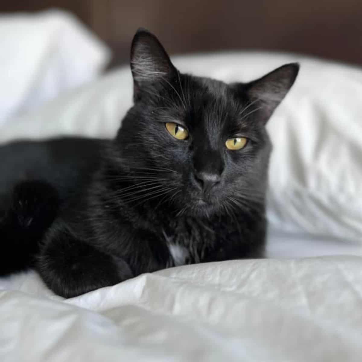 beautiful black cat