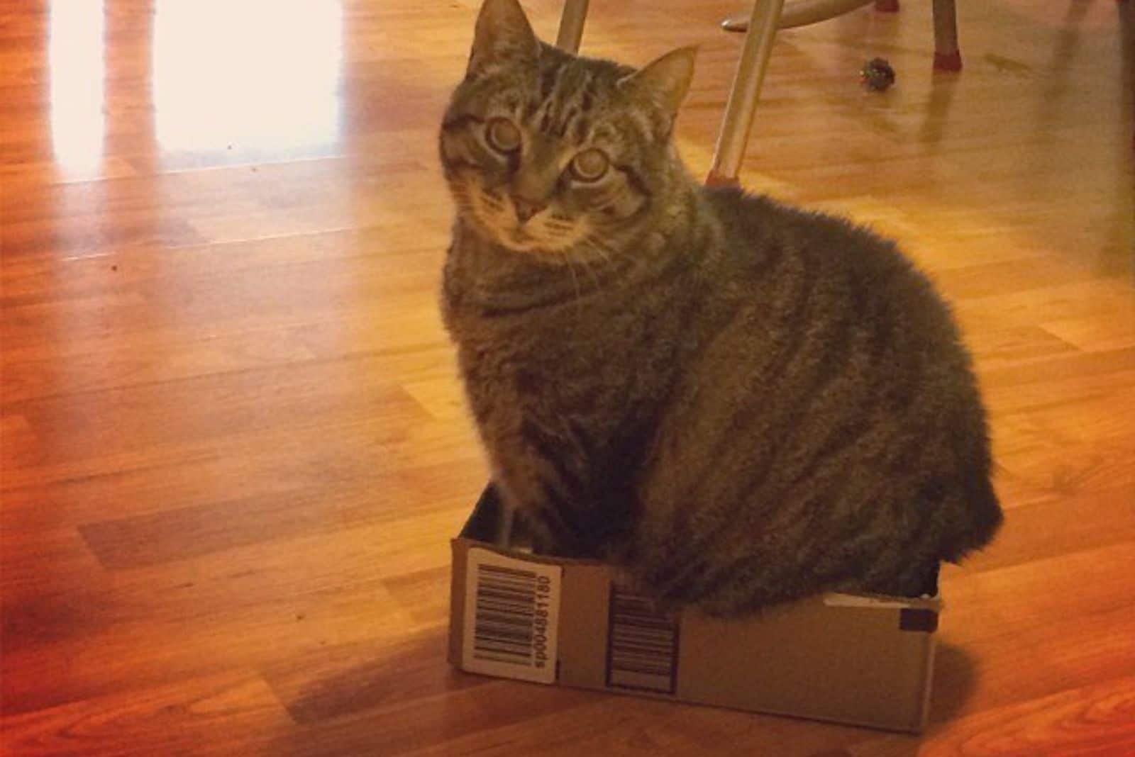 big cat sitting in a box