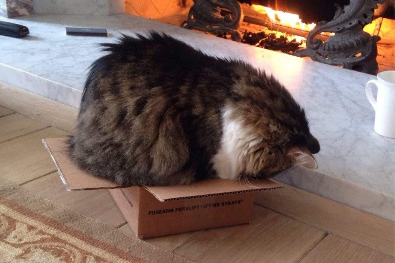 big dark cat in a box