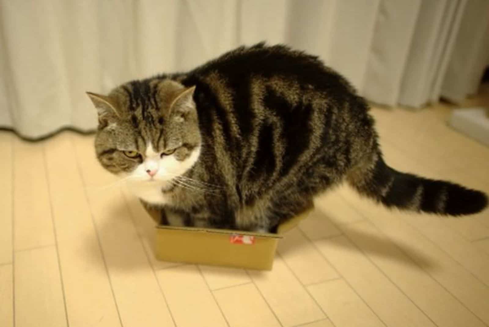big grumpy cat in a small box