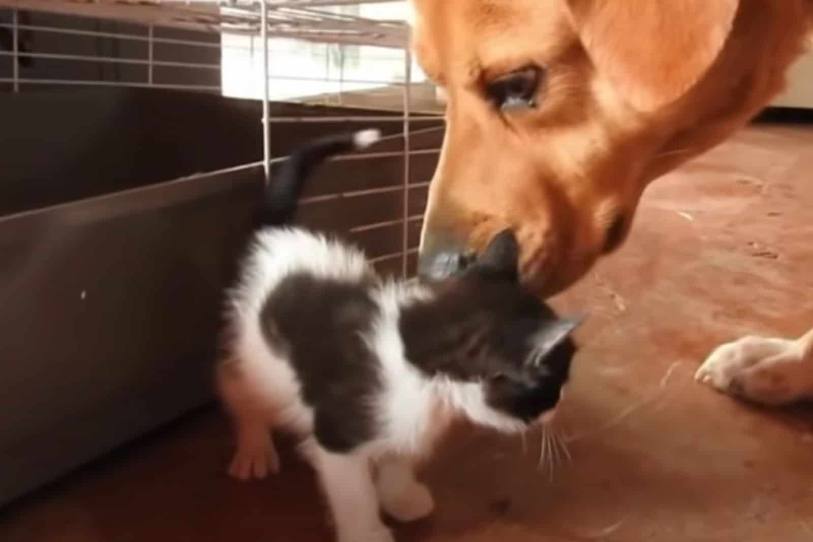 black and white kitten and a dog