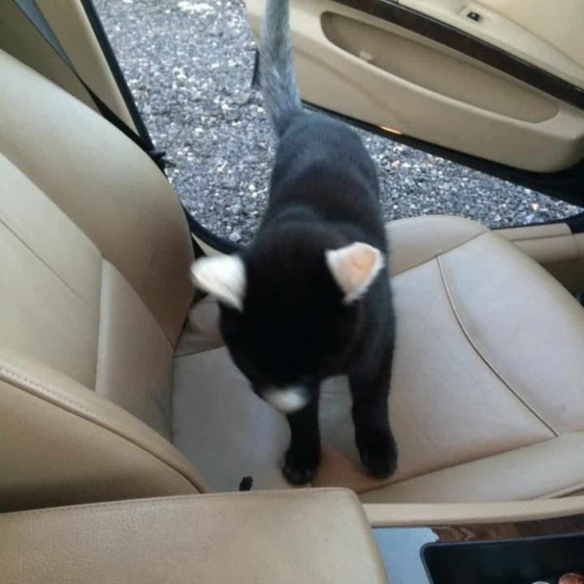 black cat in a car