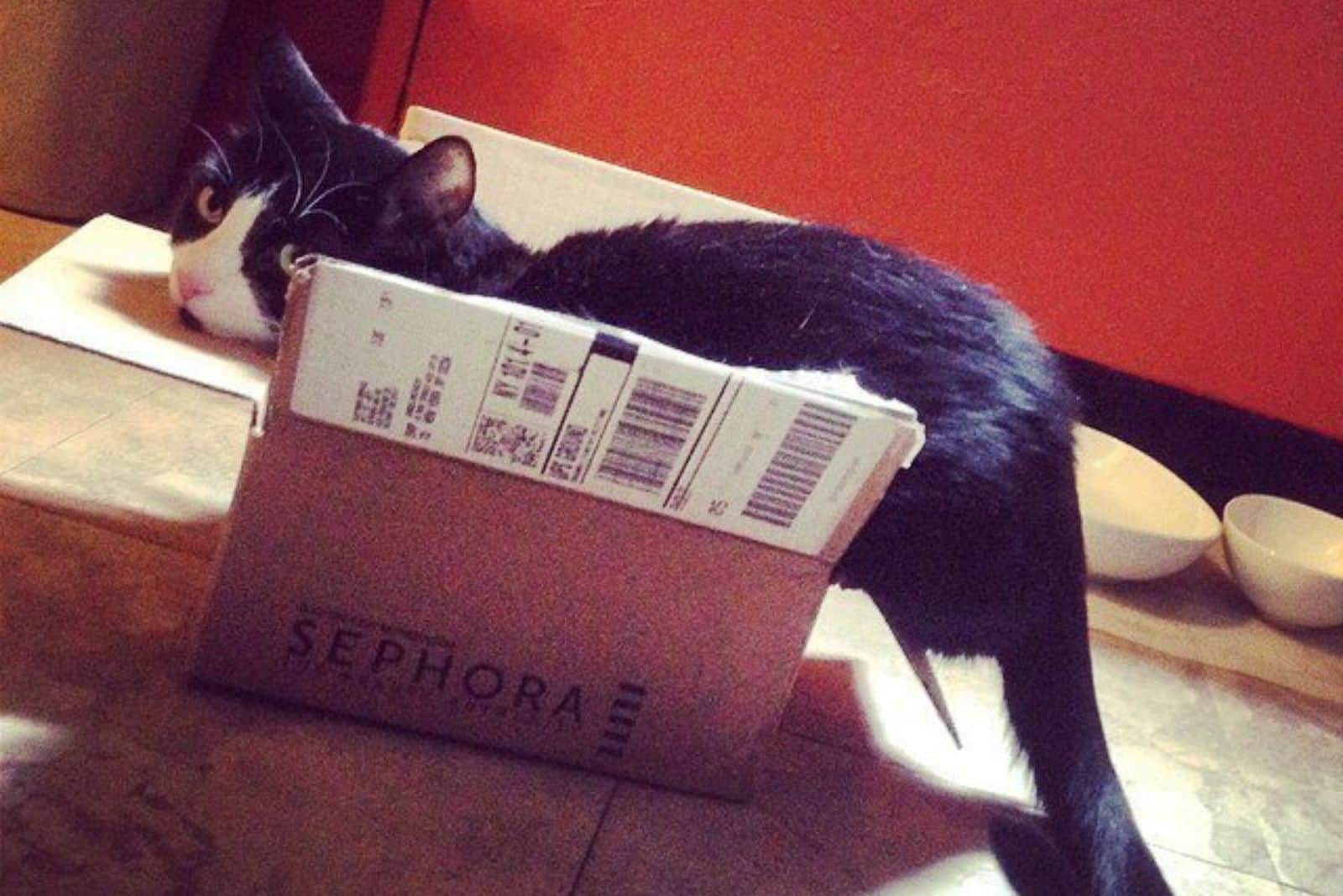 black cat in sephora box