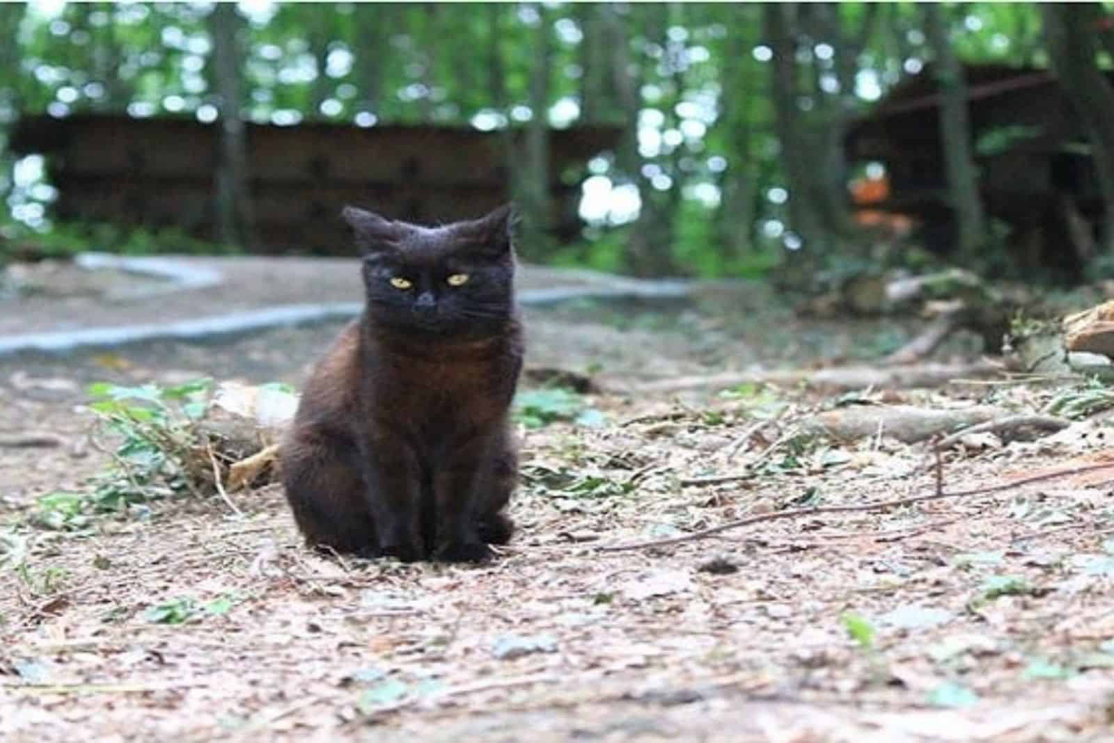 black cat in the nature