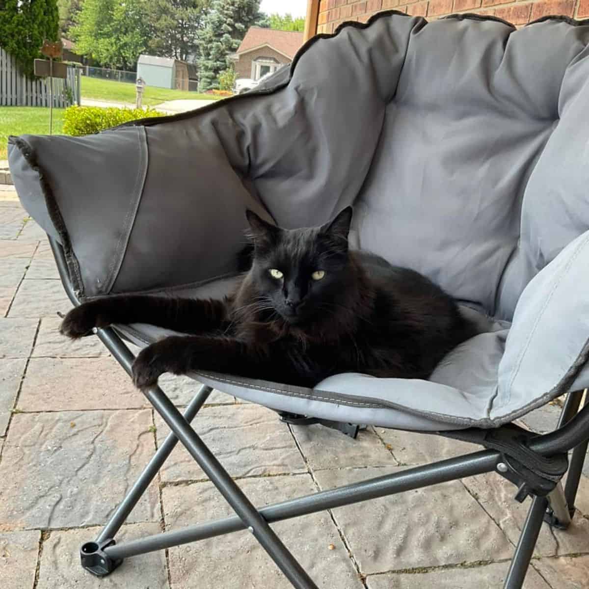 black cat on a chair