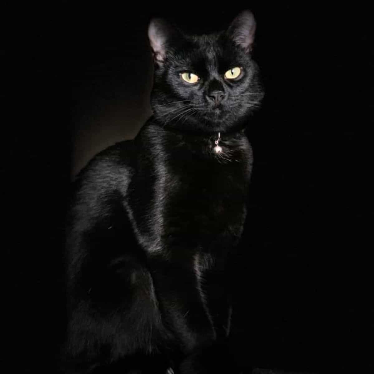 black cat on dark background