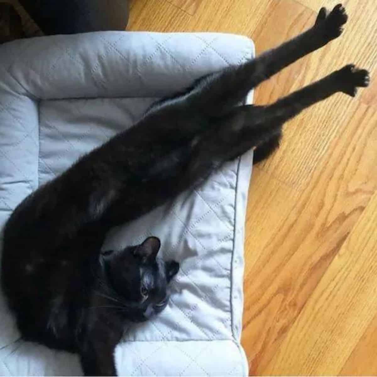 black cat stretching
