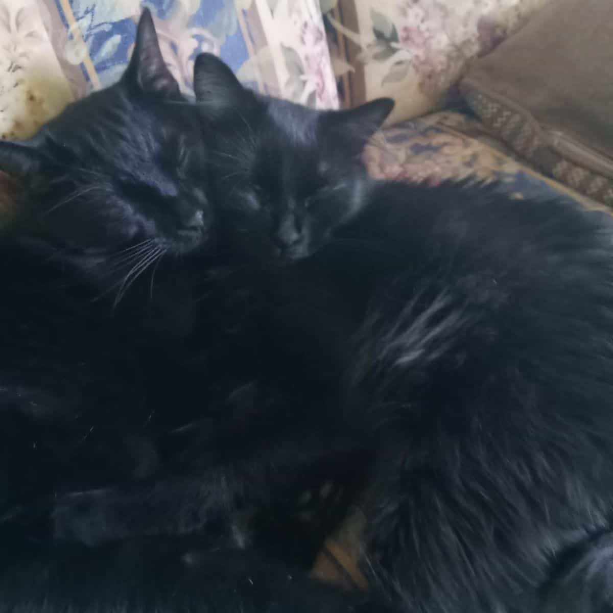 black cats sleeping