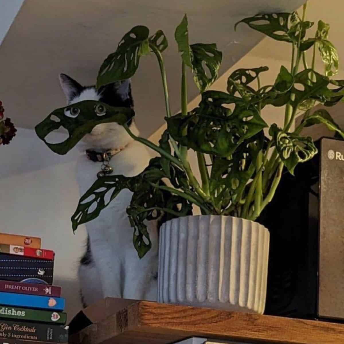 cat behind the plant
