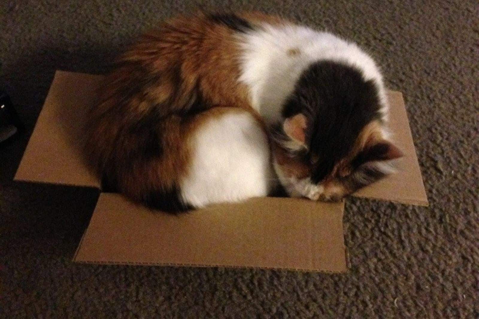 cat curled up in a box