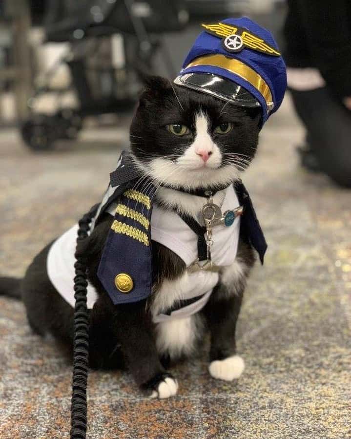 cat dressed up as a duke