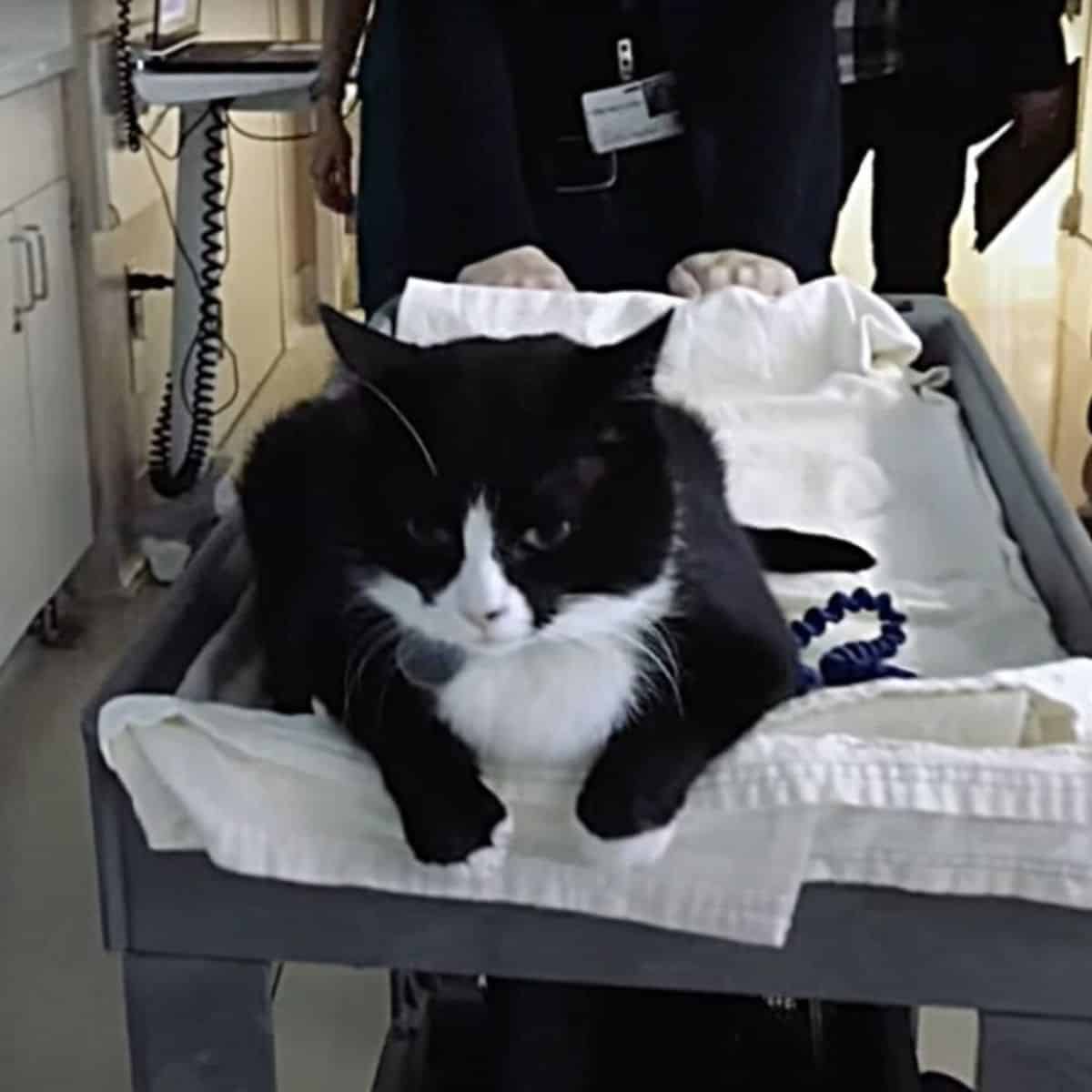 cat driving on a hospital wheels