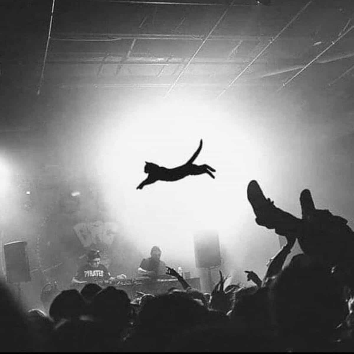cat flying on the concert