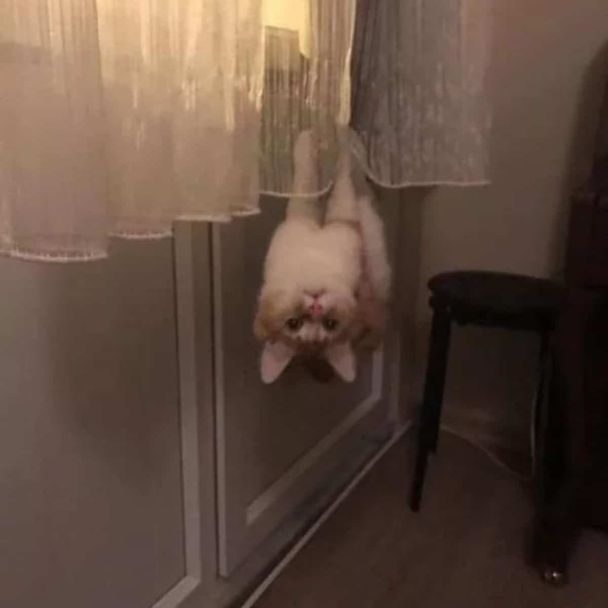 cat hanging by the curtains