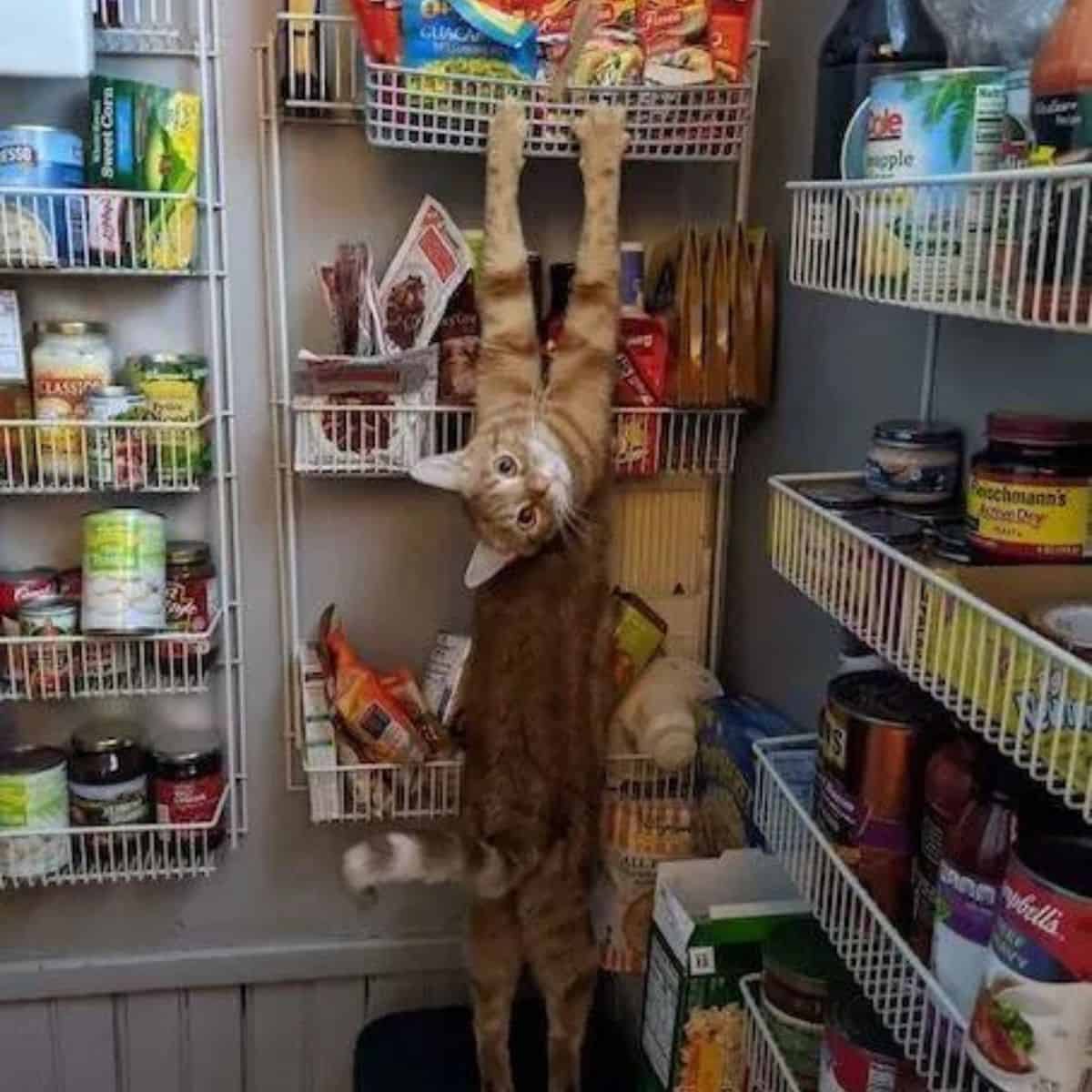cat hanging in the store