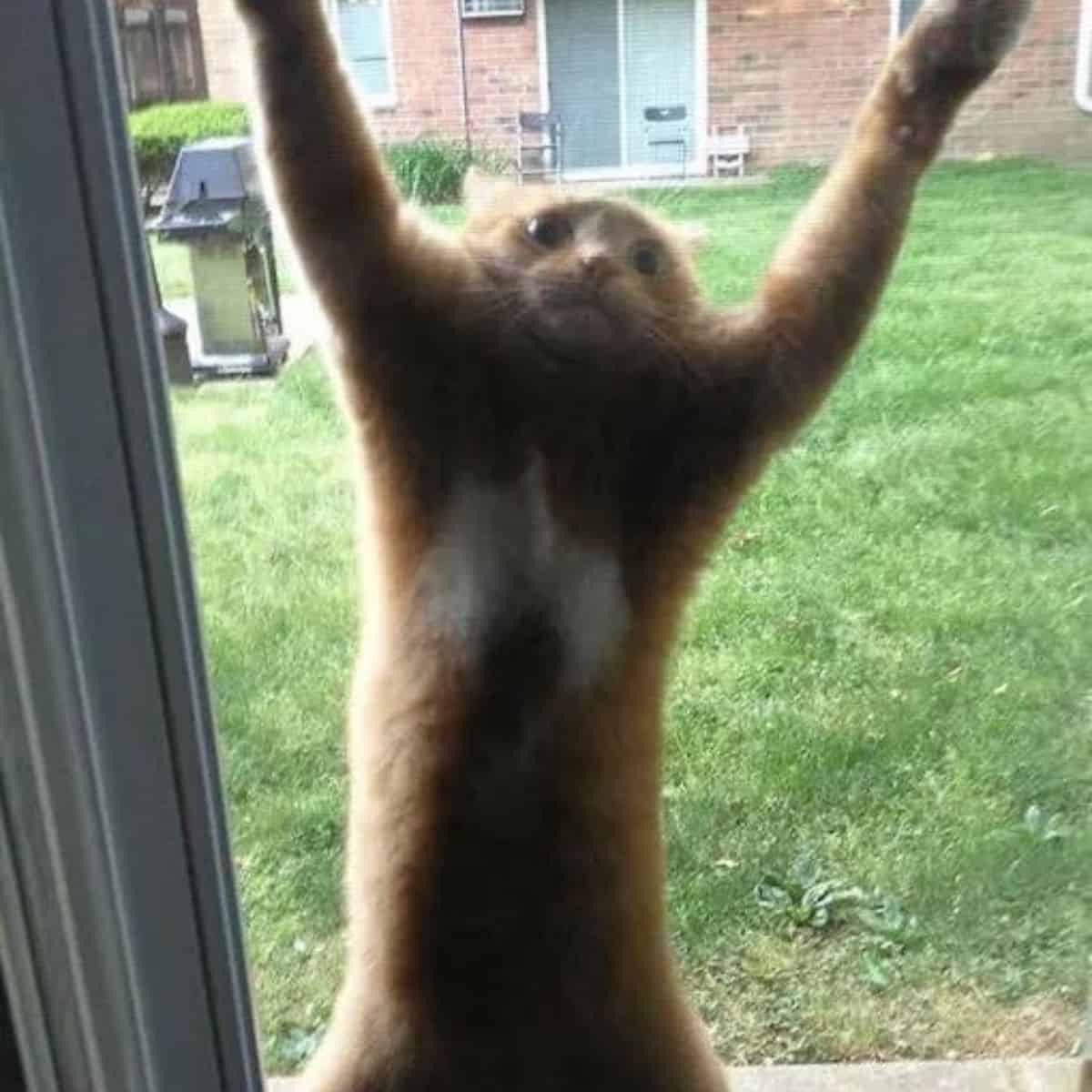 cat hanging on the door