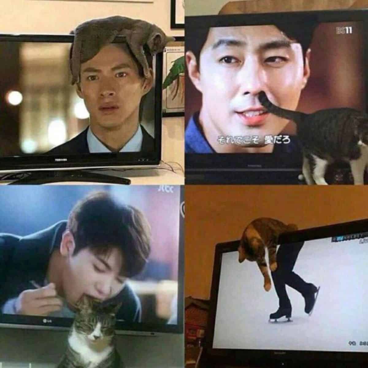 cat hanging on tv