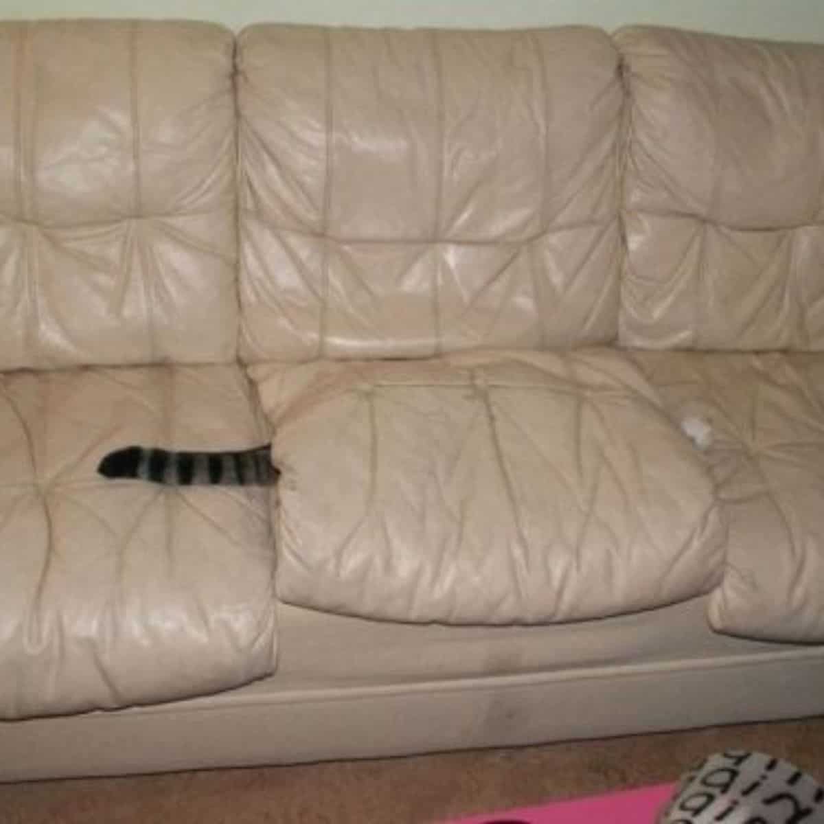cat hiding on the couch