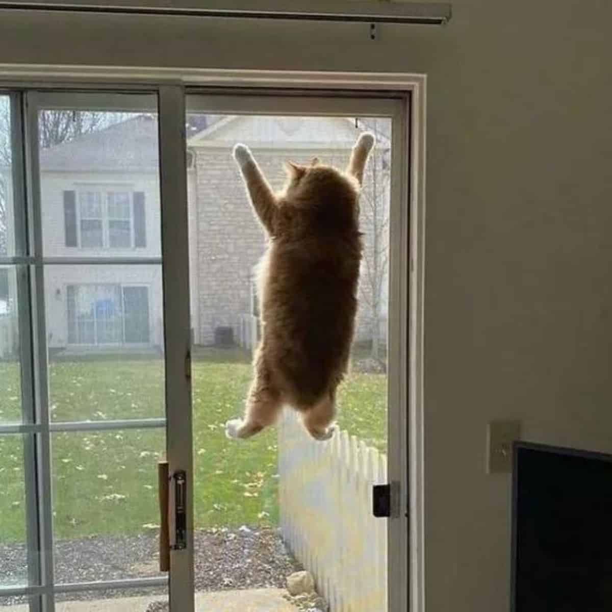 cat holding for window