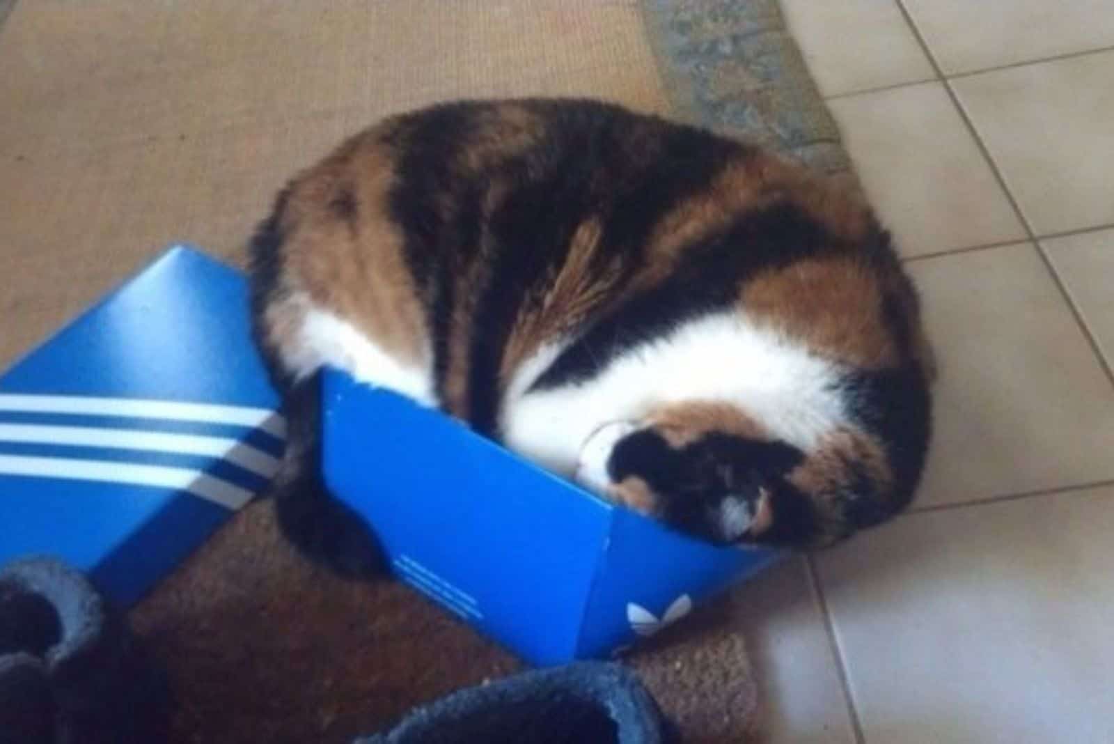 cat in a shoe box