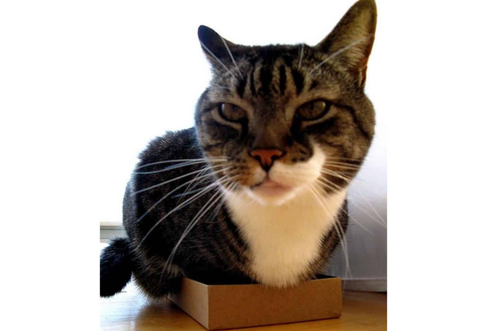 cat in a small box
