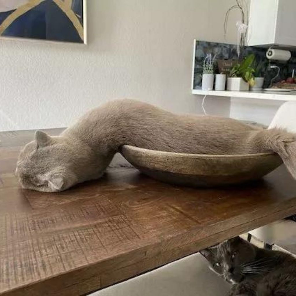 cat in a weird pose on the table